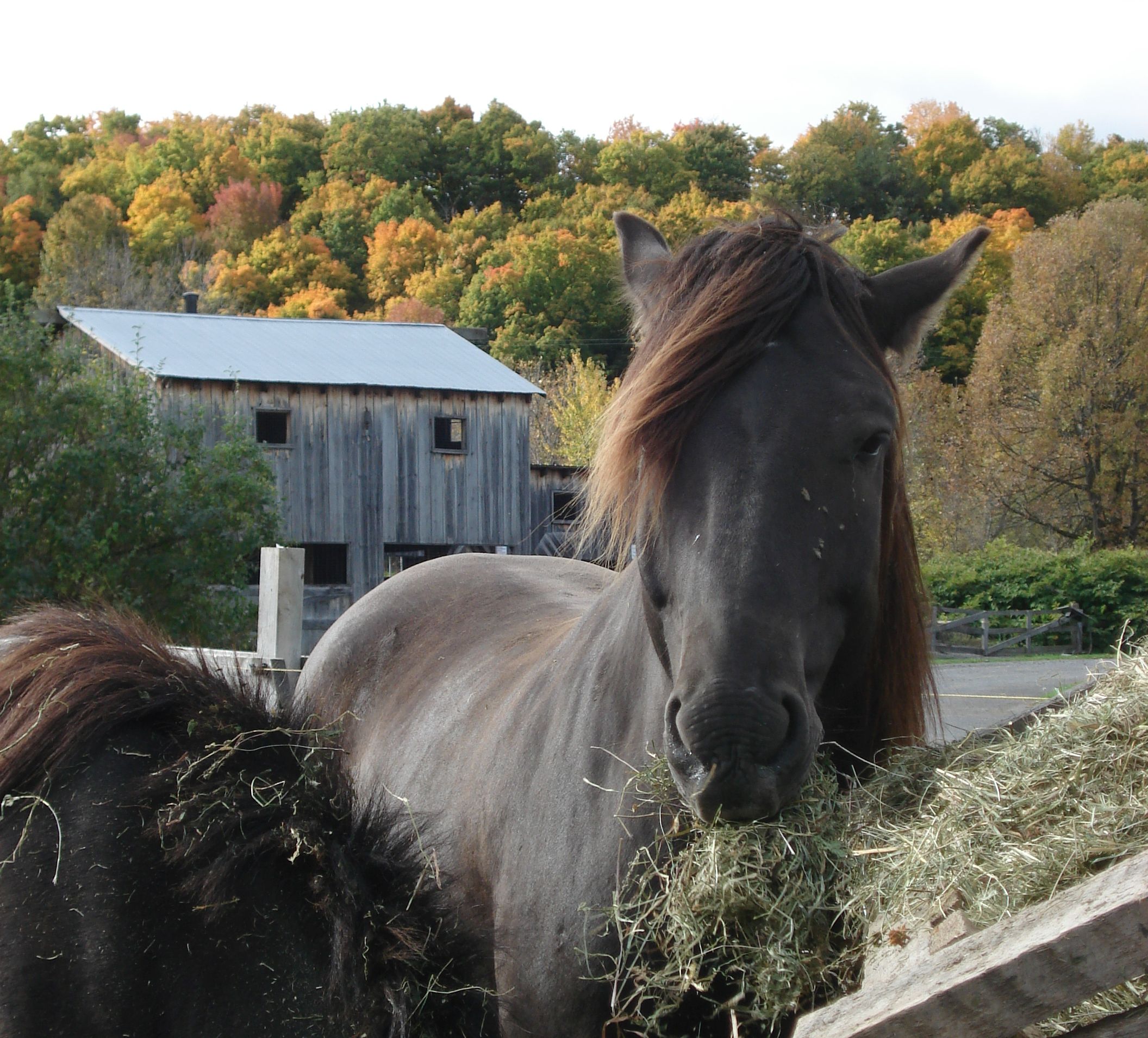 horses barn